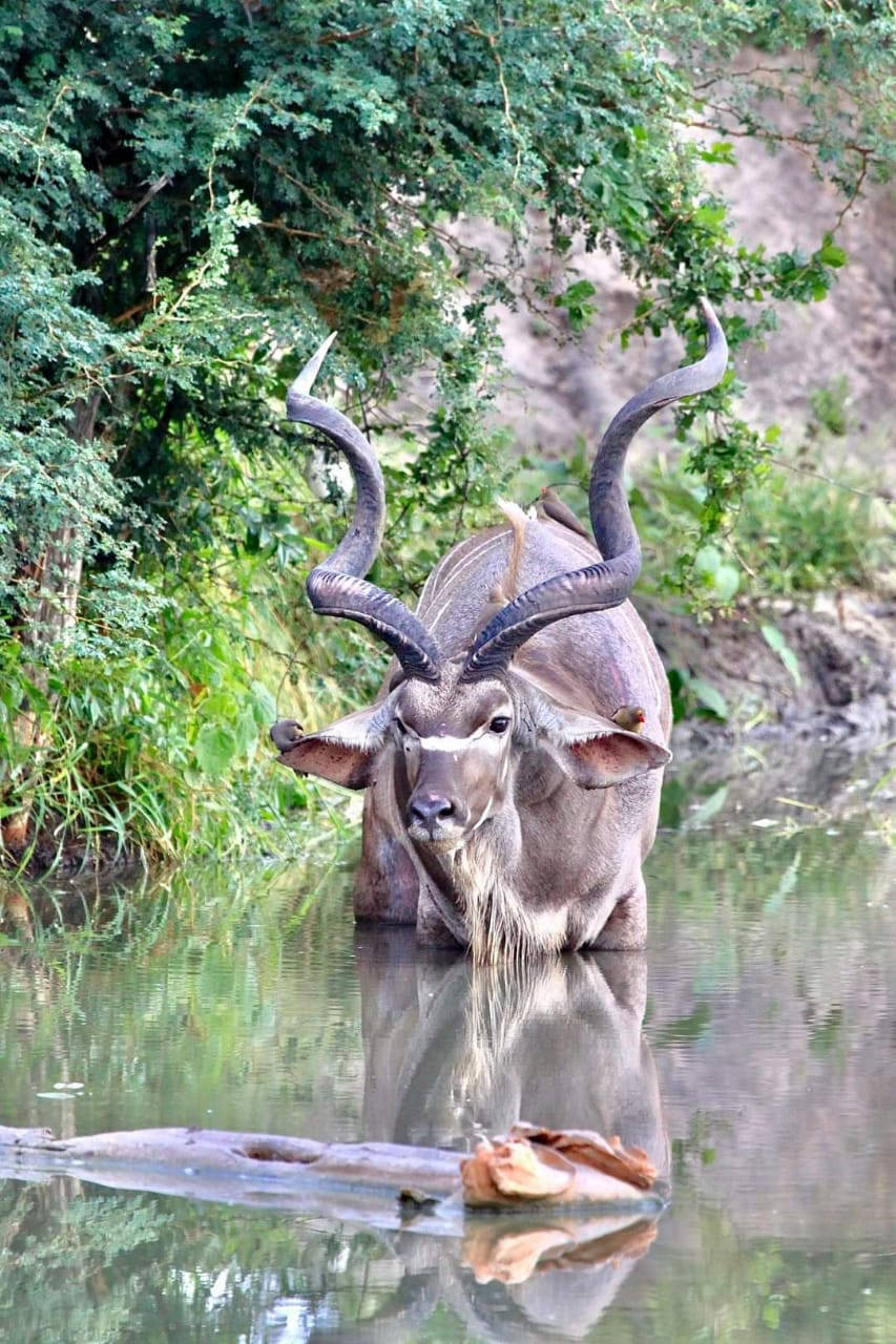 Kudu 